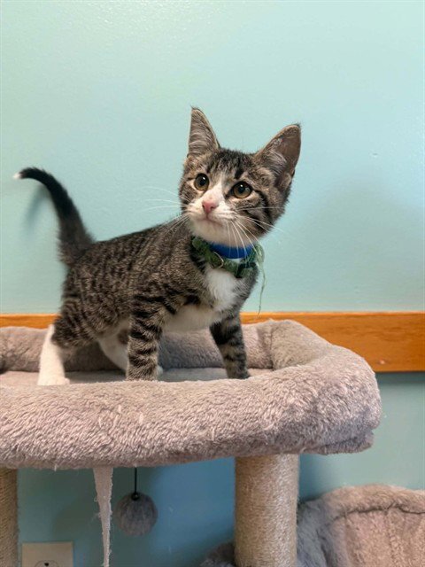 BRISKET NACHOS - Domestic Short Hair available for adoption
