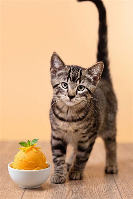 MANGO - Domestic Short Hair available for adoption