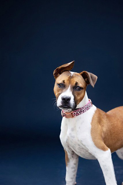 ZAYA - Terrier available for adoption