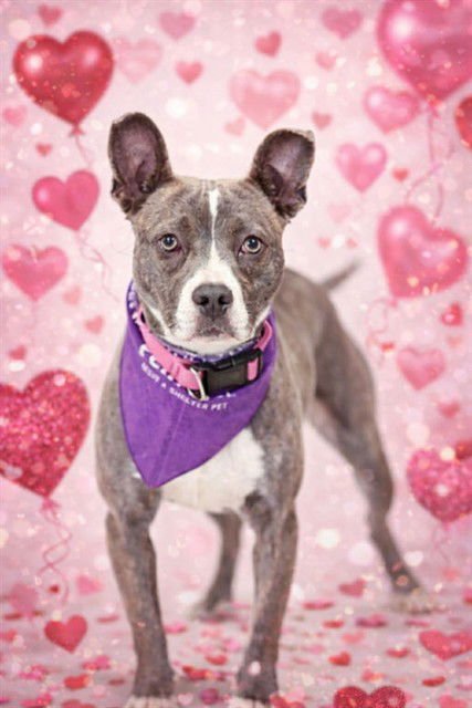 REGINA - Pit Bull Terrier available for adoption