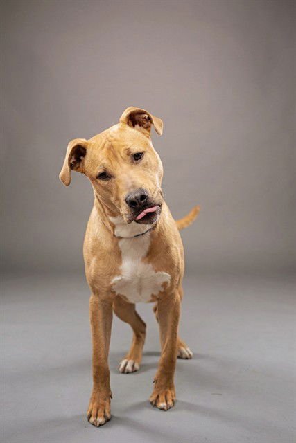 SCOOBY - Labrador Retriever available for adoption