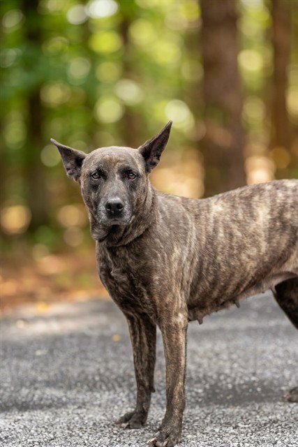 BELLA - Belgian Shepherd Malinois available for adoption