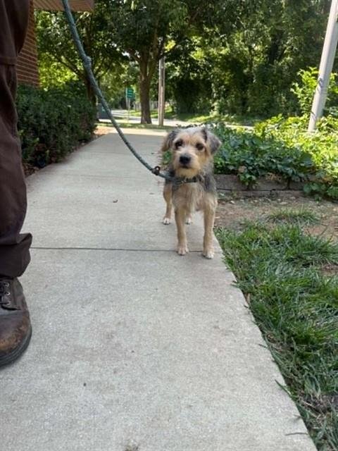 AGNES - Terrier available for adoption