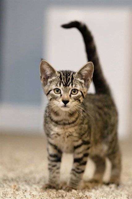 COTTON CANDY - Domestic Short Hair available for adoption