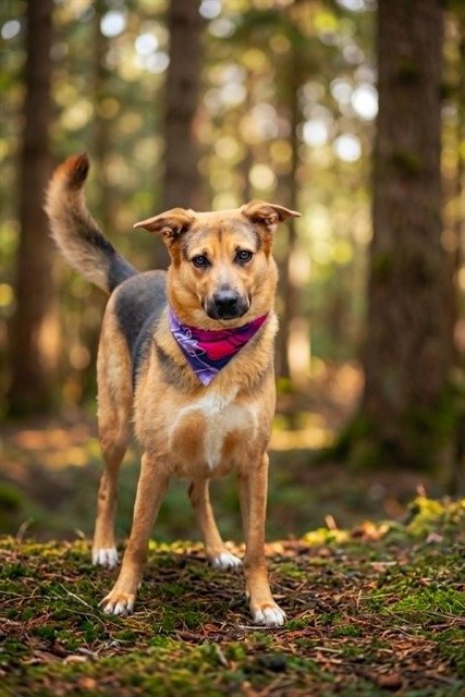 LOLA - German Shepherd Dog available for adoption
