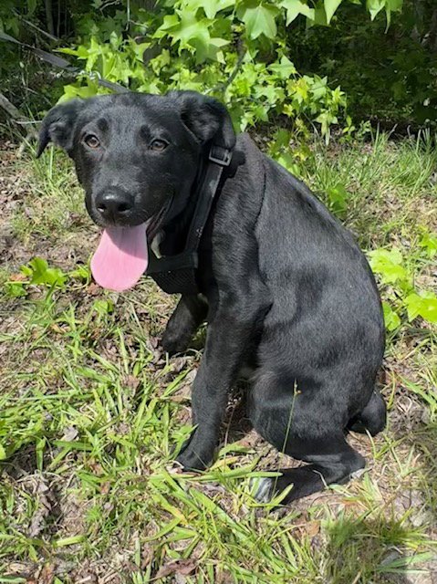 CHESTER - Labrador Retriever available for adoption