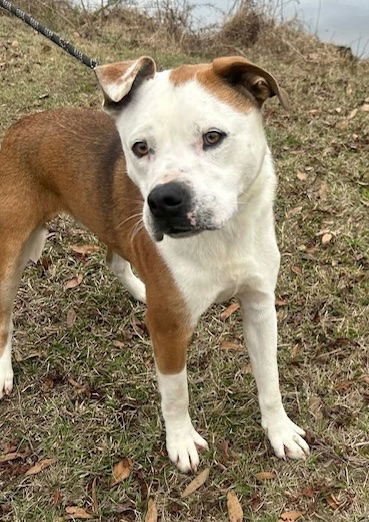 ELLER - Labrador Retriever / Bulldog available for adoption