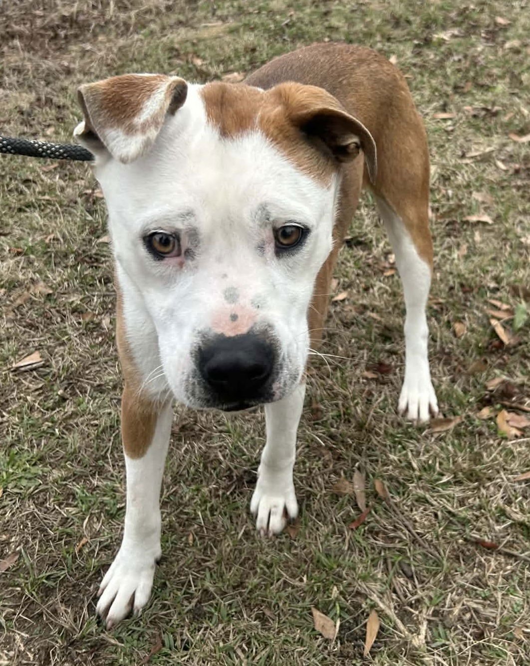 ELLER - Labrador Retriever / Bulldog available for adoption
