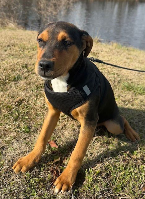 STETSON - Labrador Retriever / Bulldog available for adoption