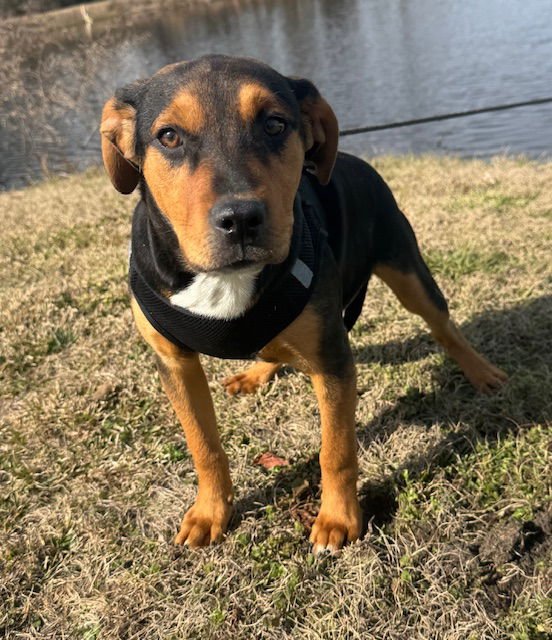 STETSON - Labrador Retriever / Bulldog available for adoption