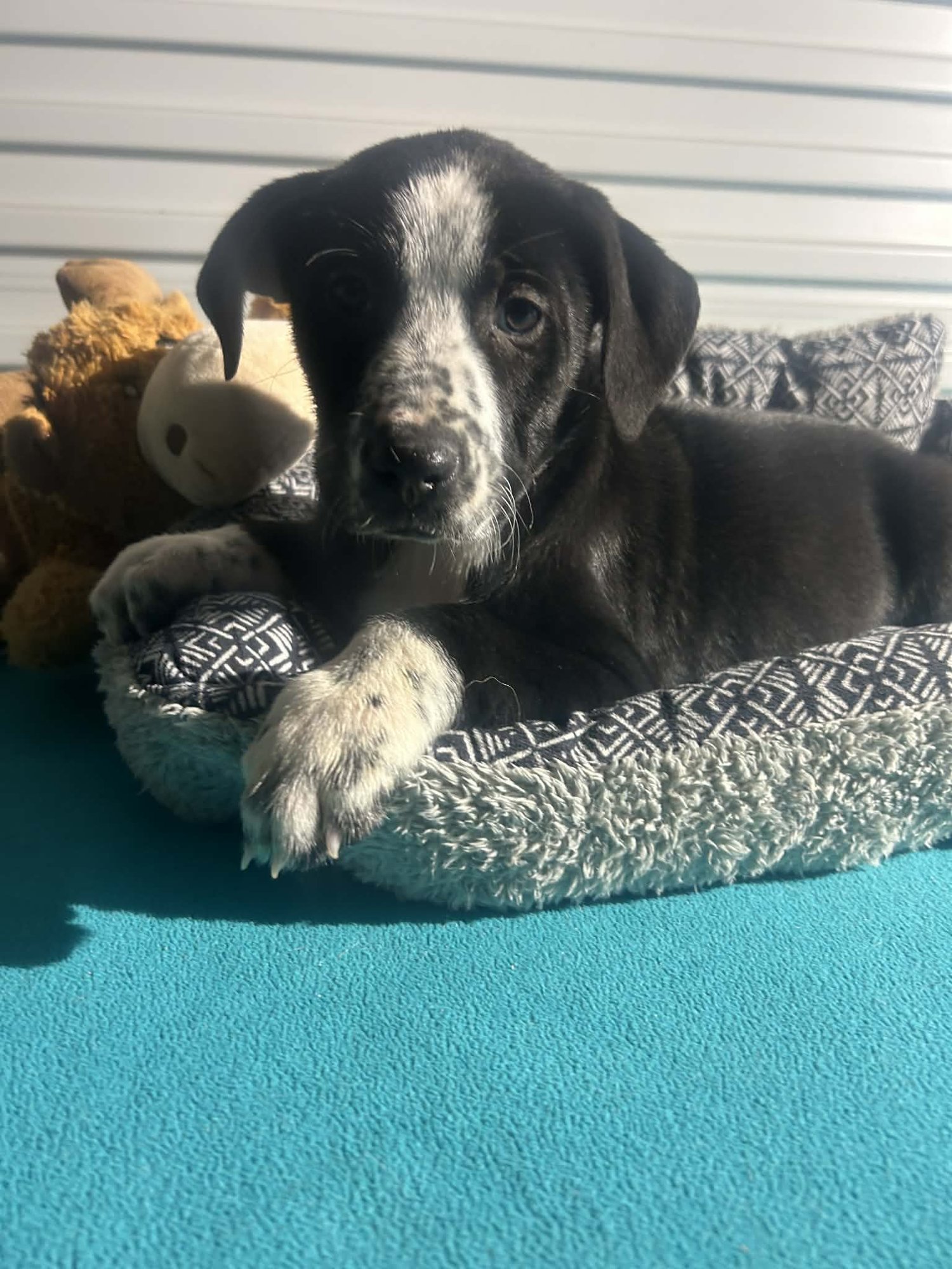 BARBARA JEAN - Labrador Retriever available for adoption