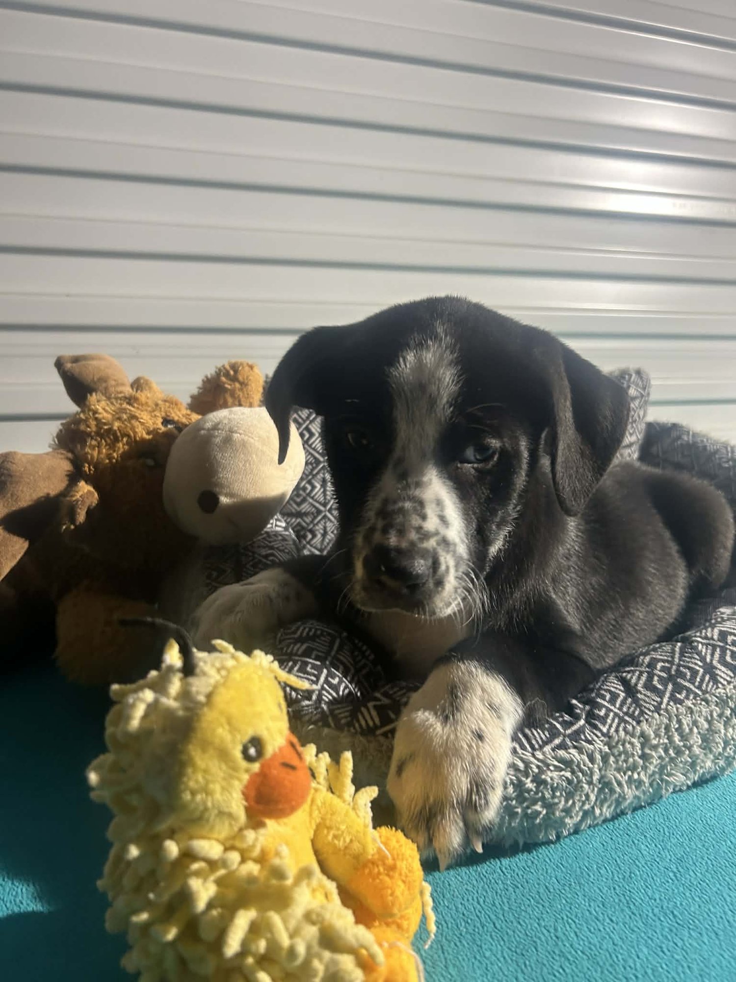 Barbara Jean - Photo 3