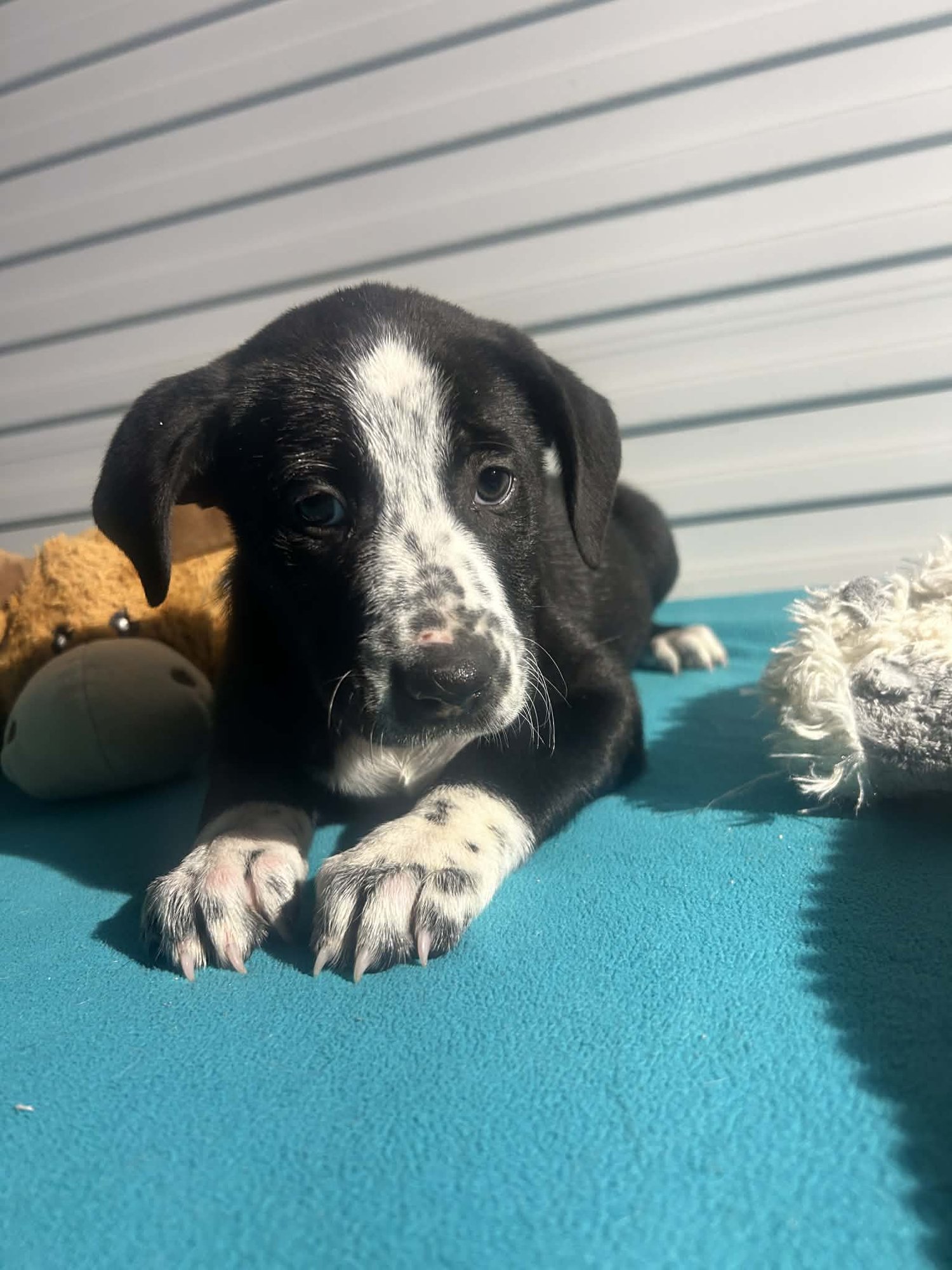 Barbara Jean - Photo 4