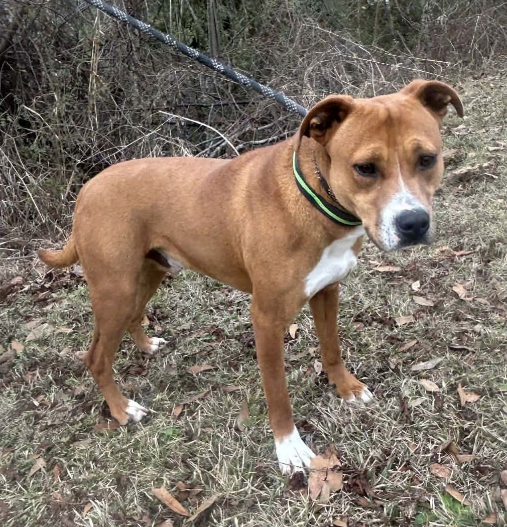 RINGO - Labrador Retriever / Bulldog available for adoption