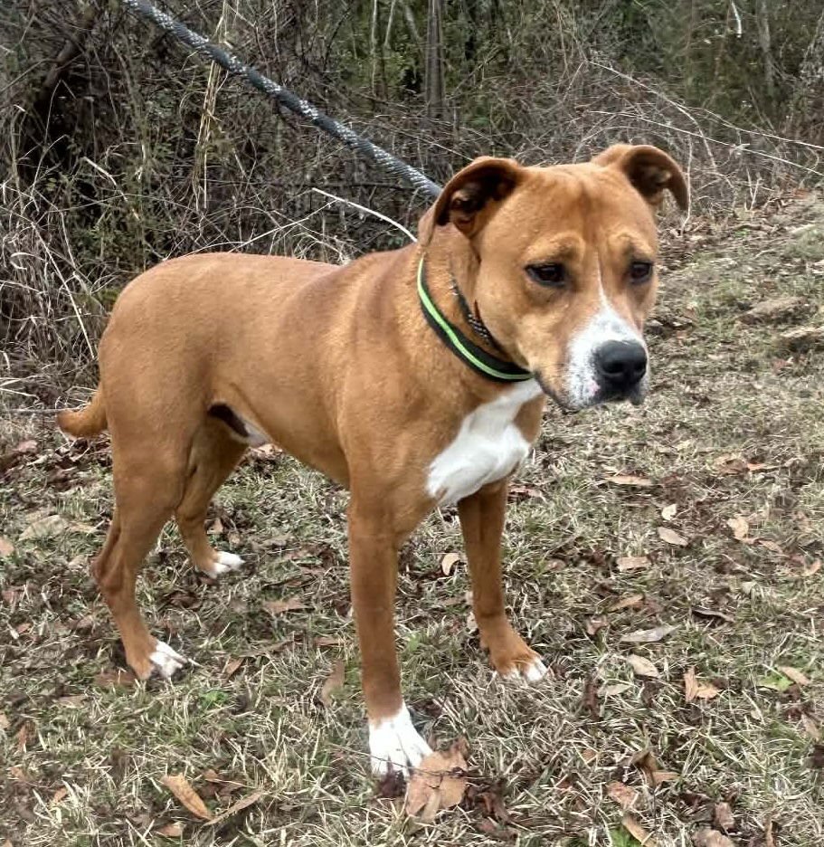 RINGO - Labrador Retriever / Bulldog available for adoption