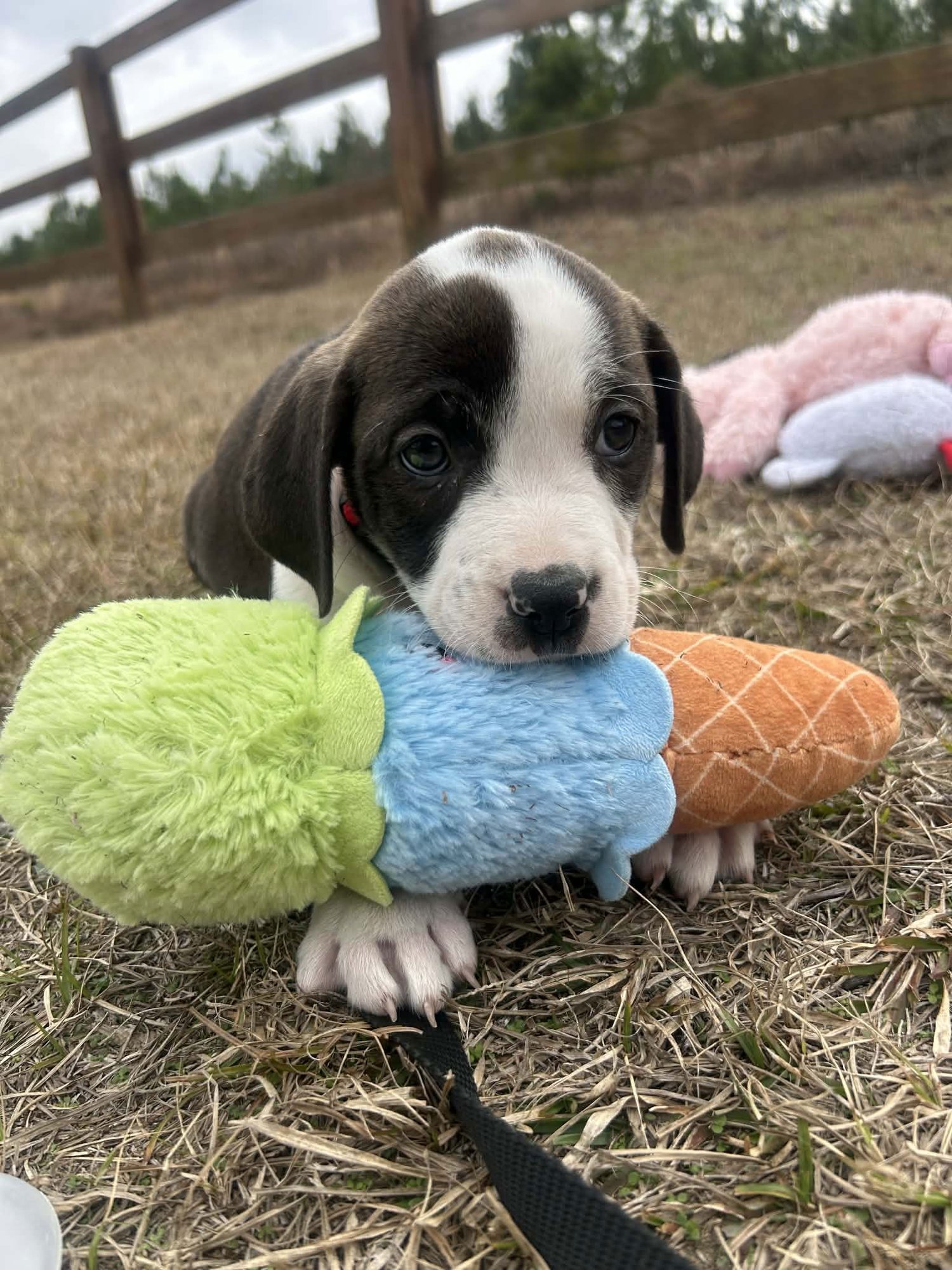 FRITZ - Unknown available for adoption