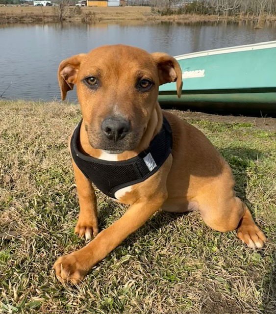 STEWART - Labrador Retriever / Bulldog available for adoption