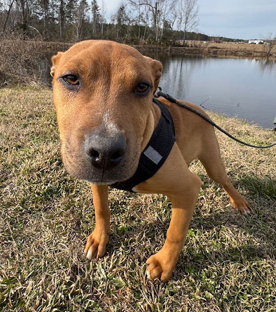 STEWART - Labrador Retriever / Bulldog available for adoption