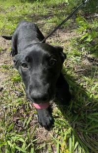 Carson - Photo 2