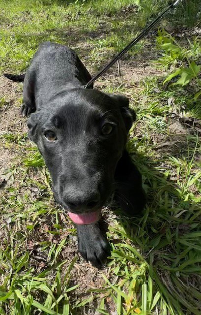 CARSON - Labrador Retriever available for adoption