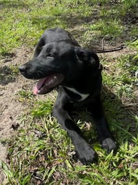 Carson - Photo 3