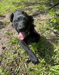 Carson - Photo 5