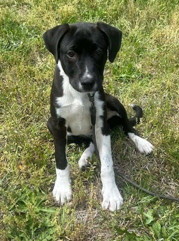 MARVEL - Labrador Retriever available for adoption