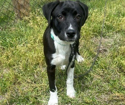 MARVEL - Labrador Retriever available for adoption