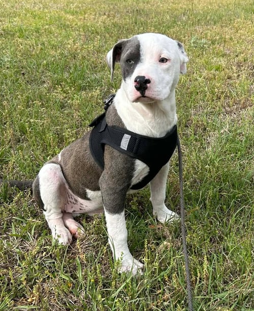 BONNIE - Bulldog available for adoption