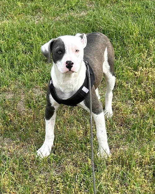 BONNIE - Bulldog available for adoption