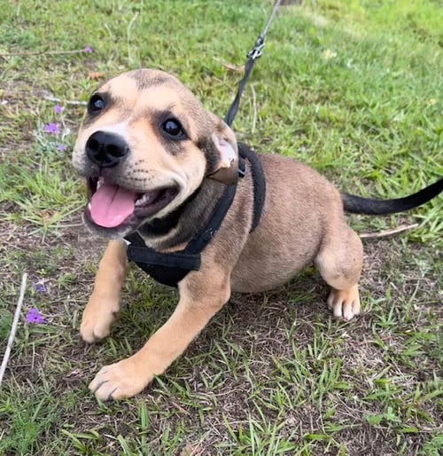 GERTIE - Bulldog available for adoption