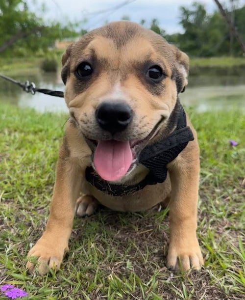 GERTIE - Bulldog available for adoption