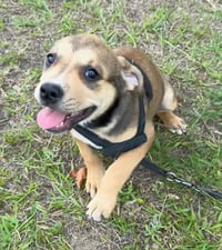 Gertie - Photo 6