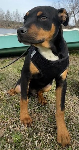 SAM - Labrador Retriever / Bulldog available for adoption