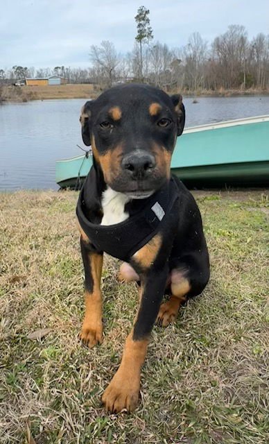SAM - Labrador Retriever / Bulldog available for adoption