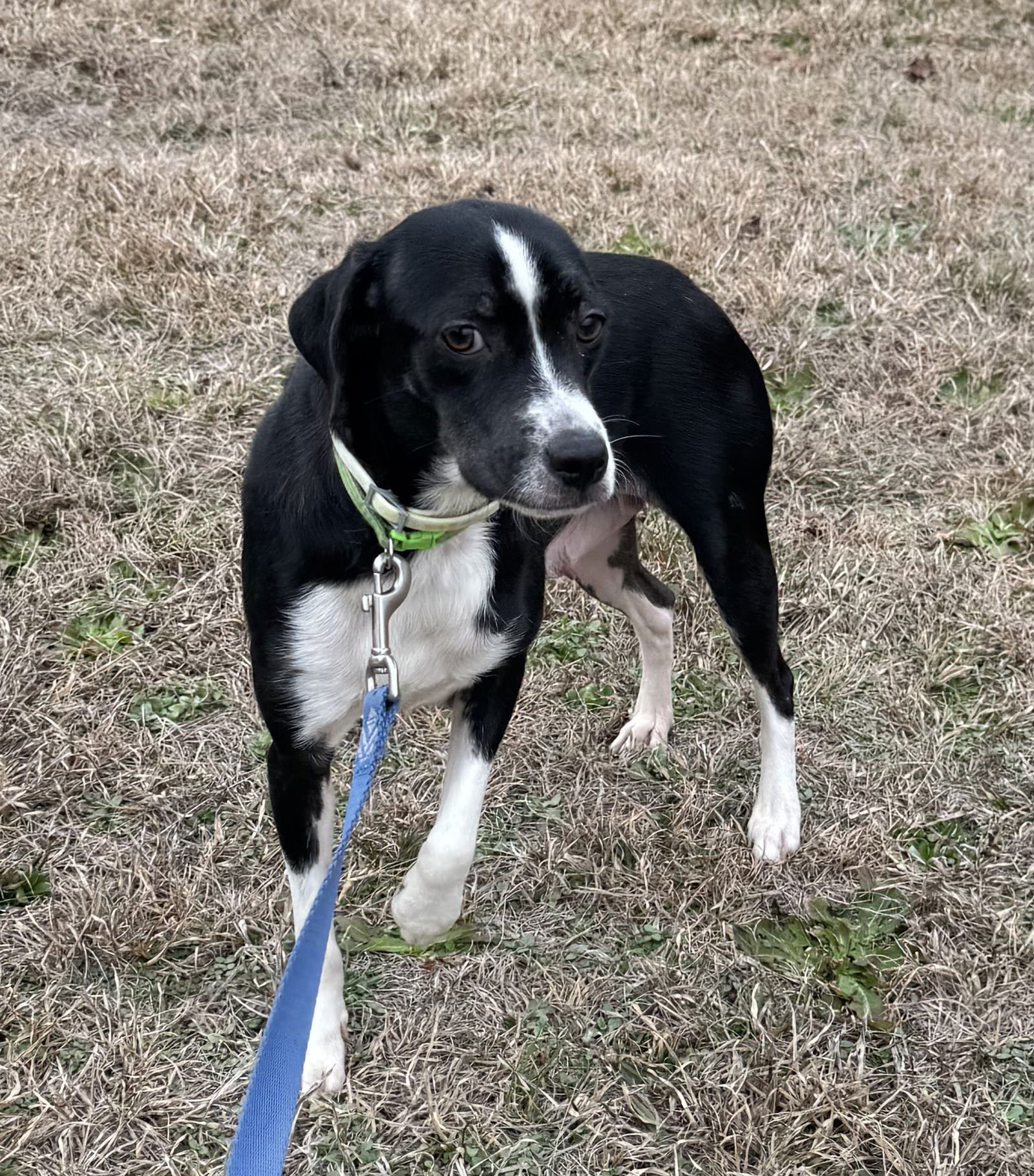 FREDA - Terrier available for adoption