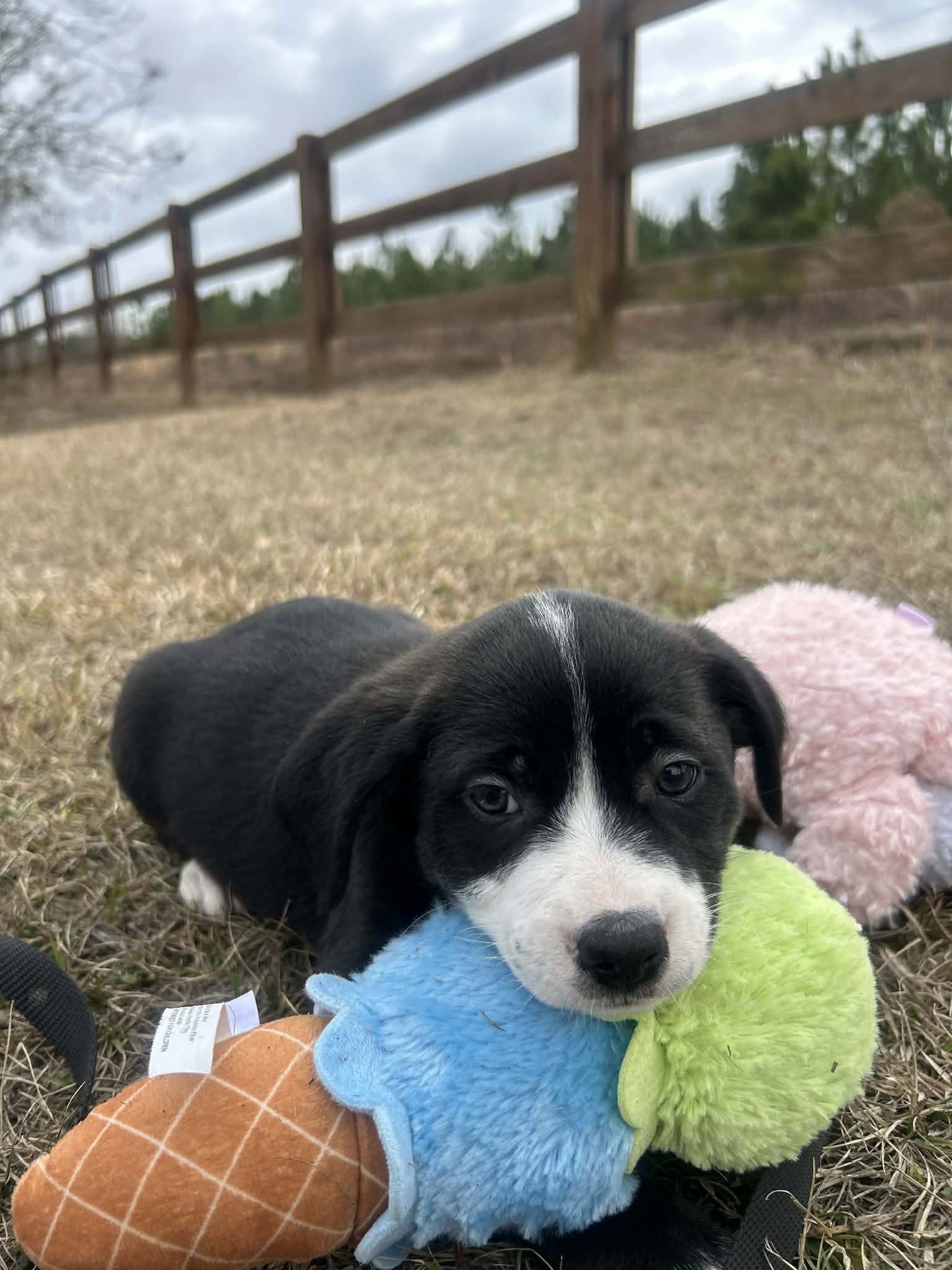 FRAISER - Unknown available for adoption