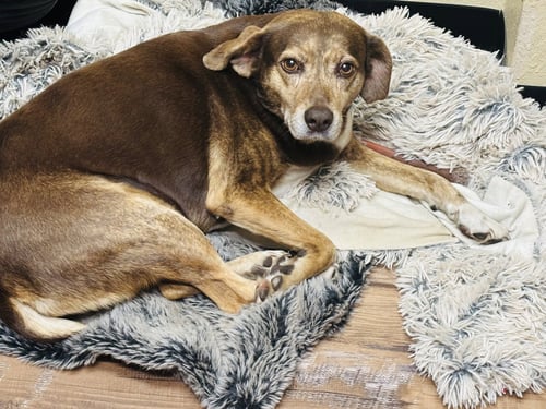 LUCKY - Beagle available for adoption