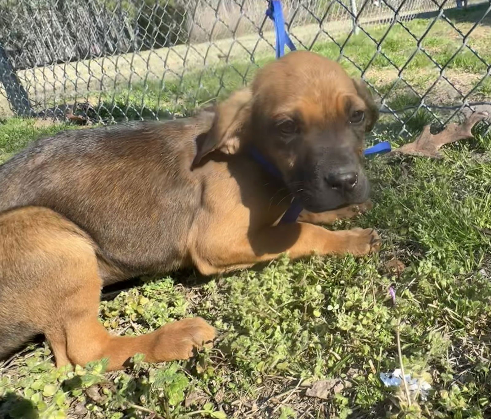 PEARLE - Boxer / Pit Bull Terrier available for adoption