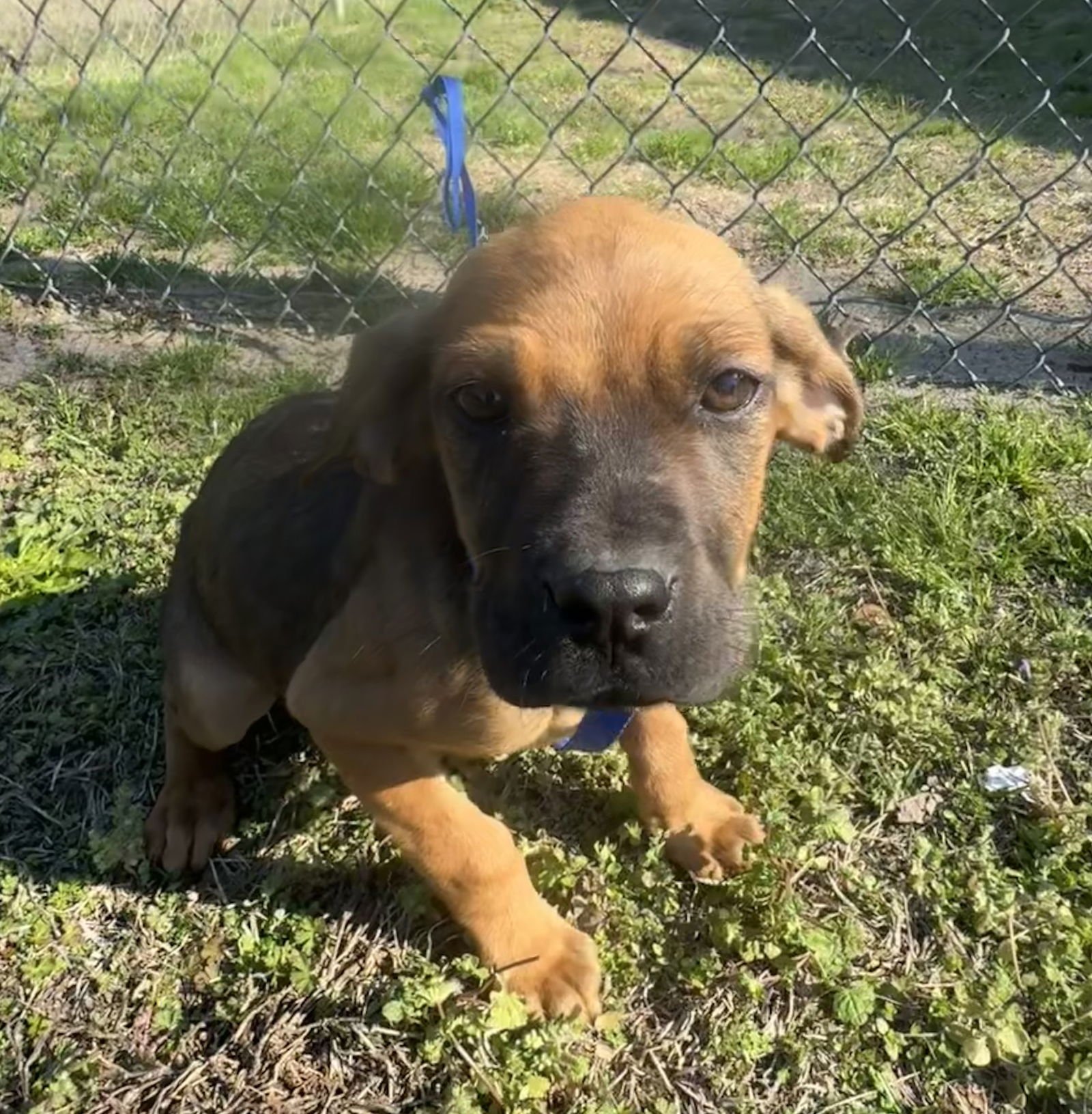 PEARLE - Boxer / Pit Bull Terrier available for adoption