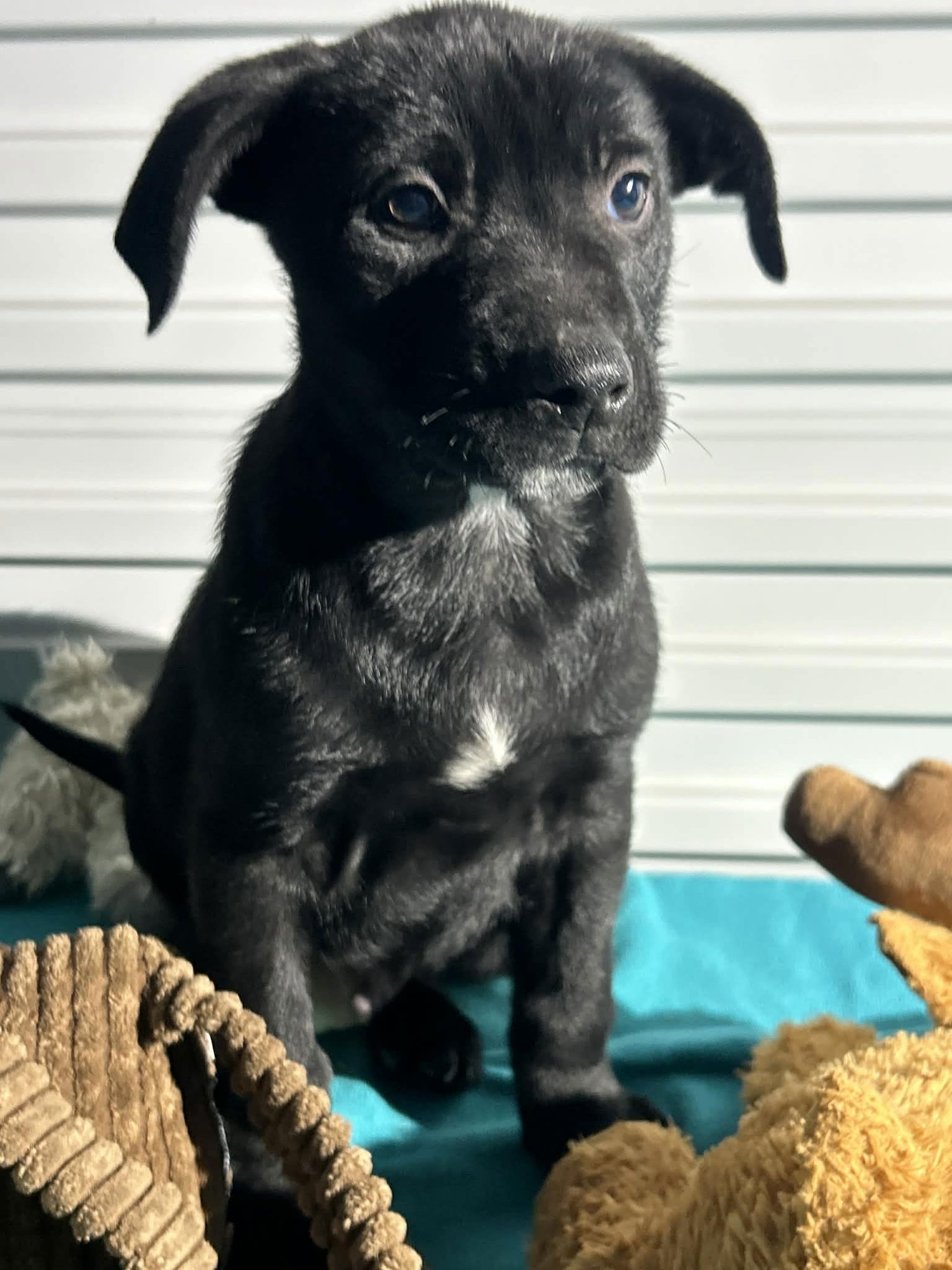 BUSTER RAY - Labrador Retriever available for adoption