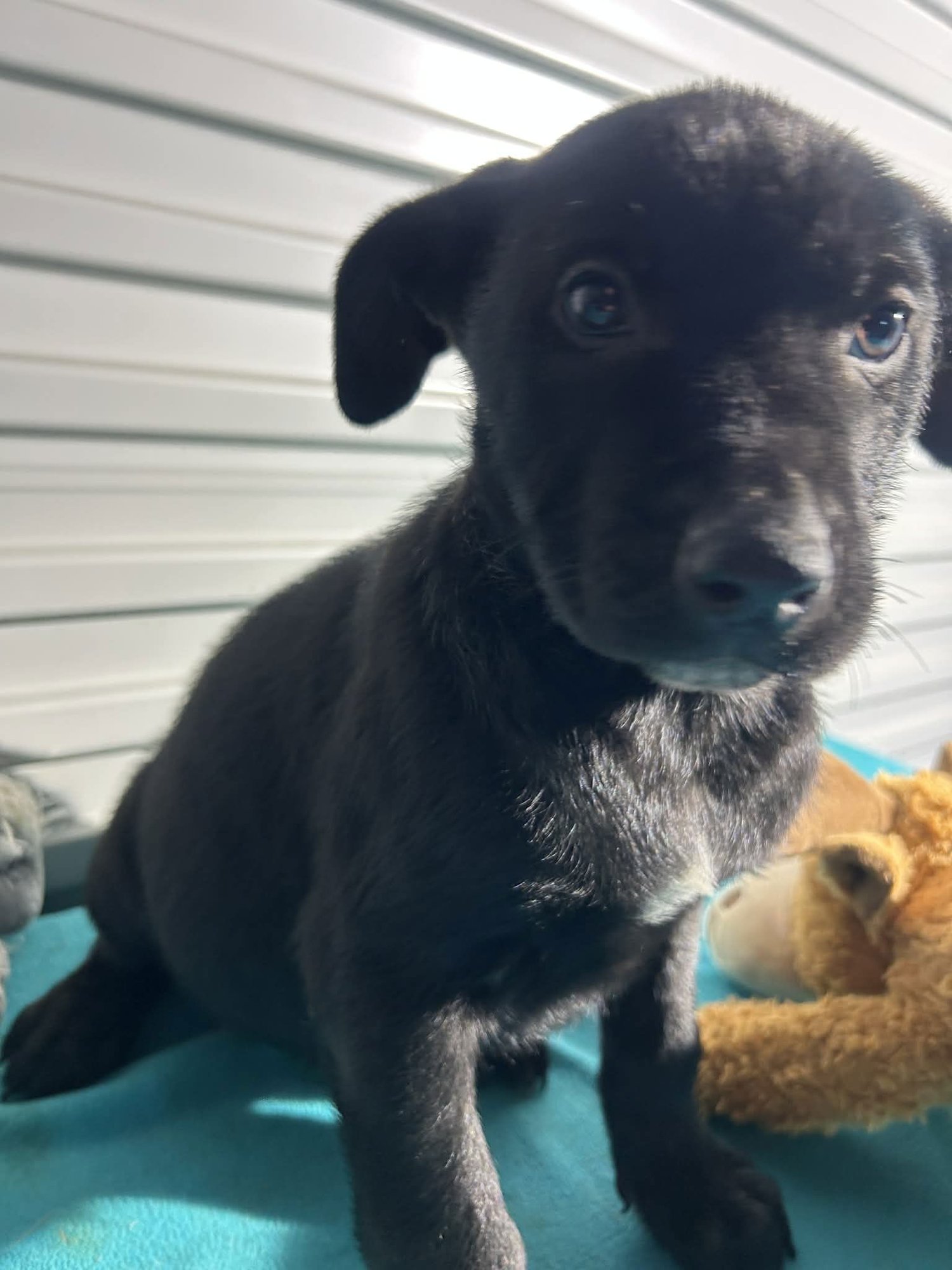 BUSTER RAY - Labrador Retriever available for adoption