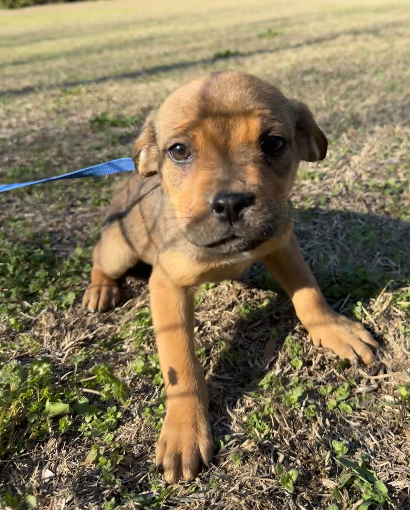 PIPPA - Boxer / Pit Bull Terrier available for adoption