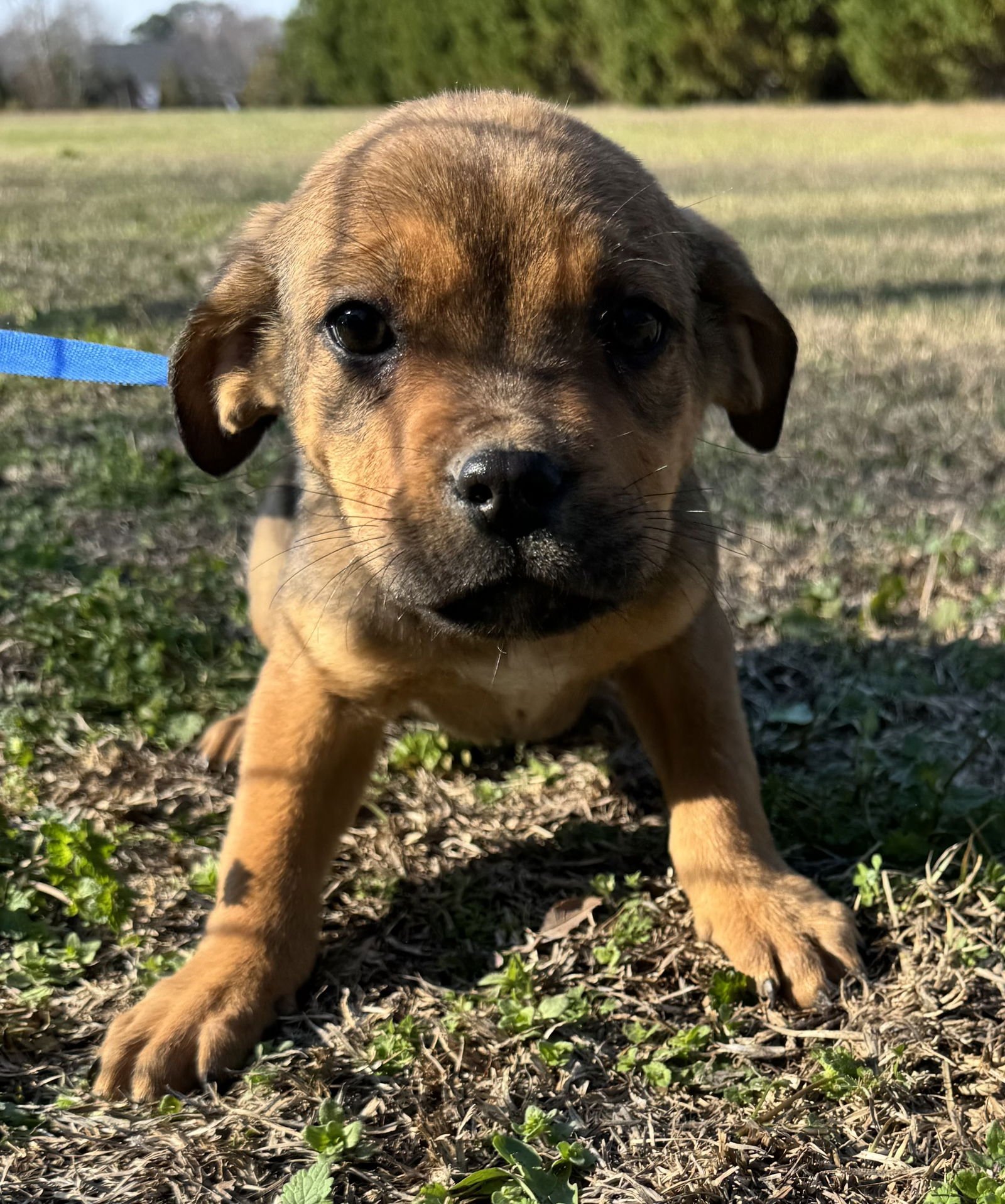 PIPPA - Boxer / Pit Bull Terrier available for adoption