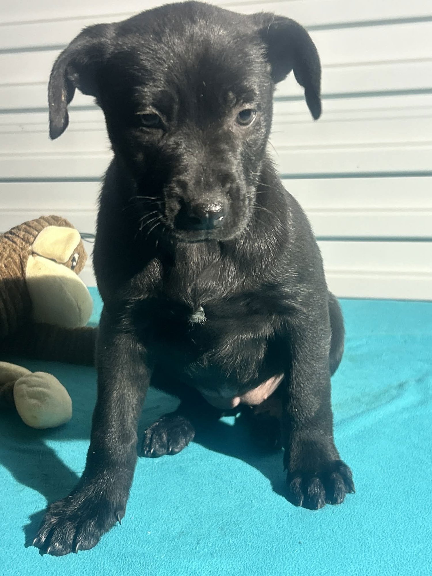 BOBBIE JOE - Labrador Retriever available for adoption