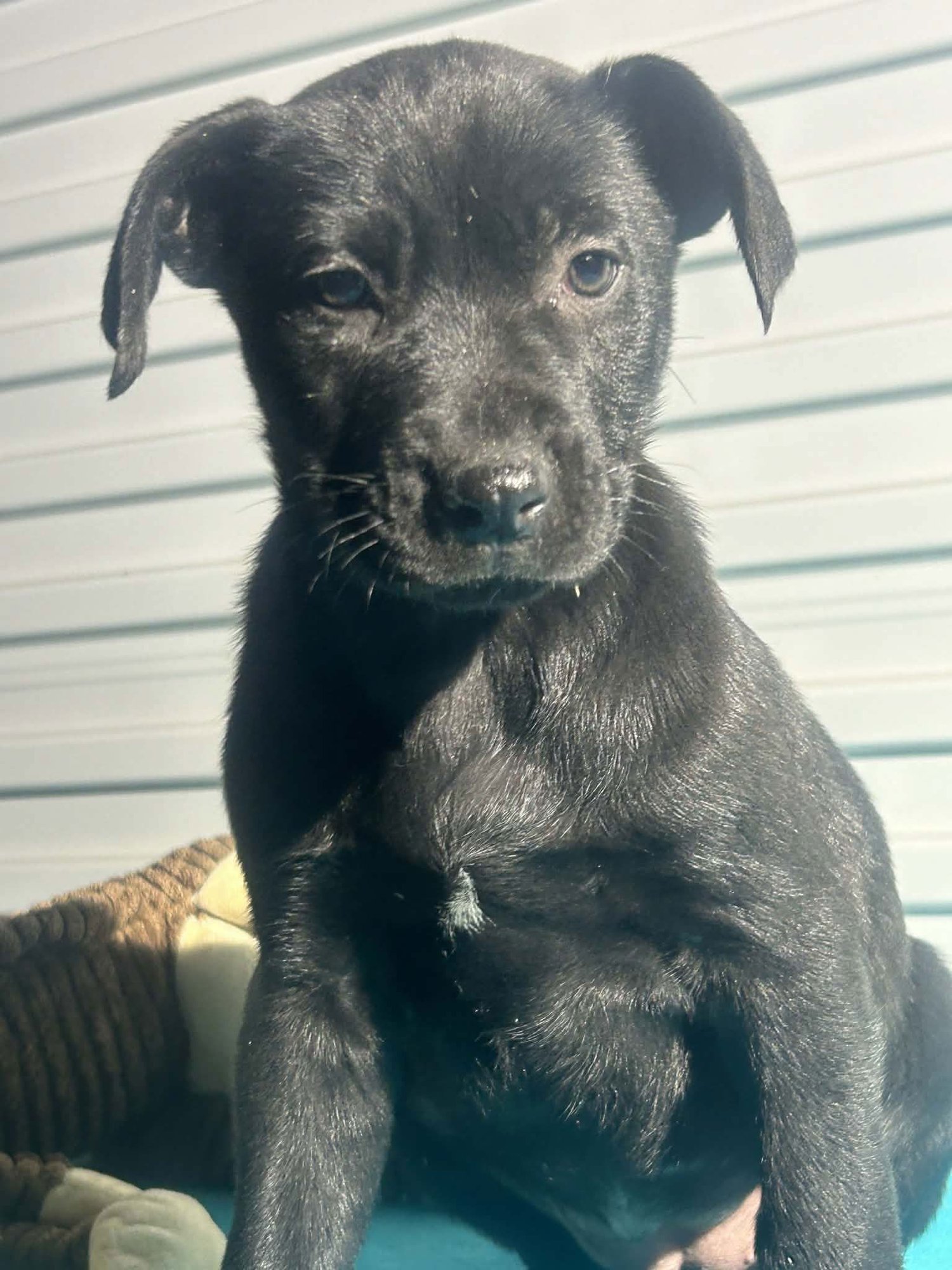 Bobbie Joe - Photo 3