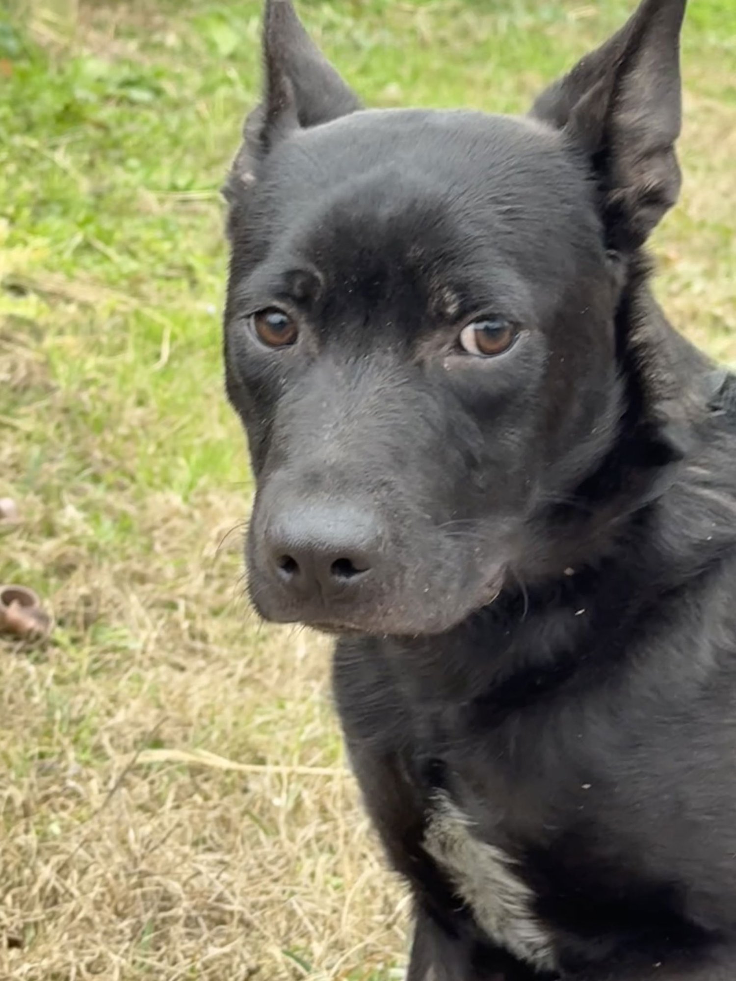 BART - Shepherd available for adoption