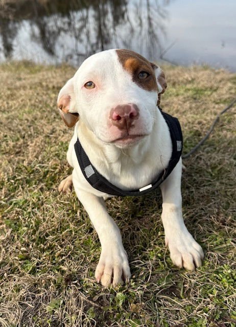 SALLY - Labrador Retriever / Bulldog available for adoption