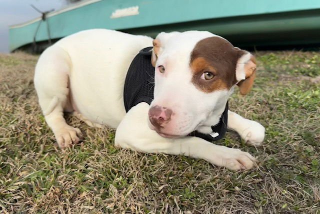 SALLY - Labrador Retriever / Bulldog available for adoption