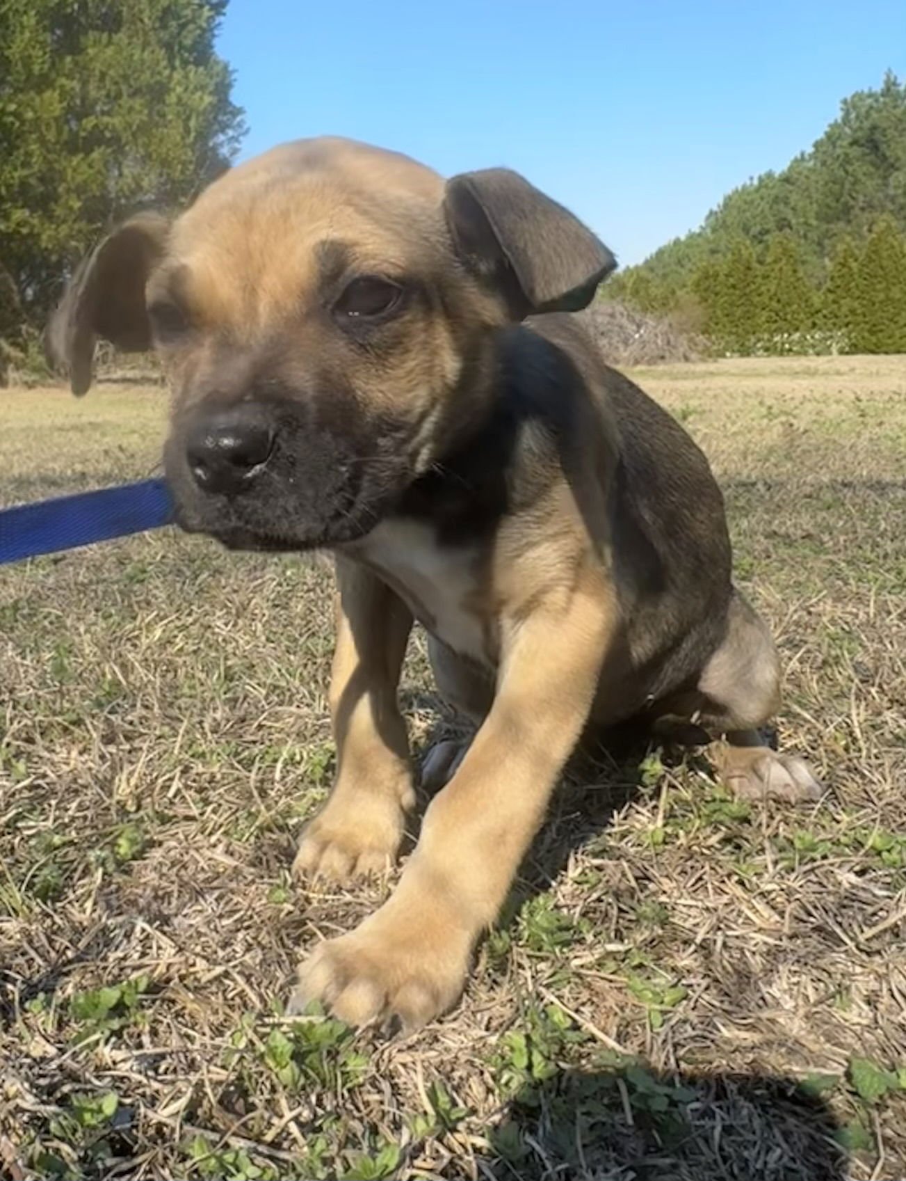 PEYTON - Boxer / Pit Bull Terrier available for adoption